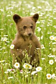 Cinnamon bear cub in a meadow of wildlflowers