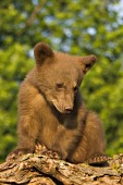 Cinnamon bear cub