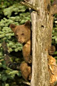 Cinnamon bear cub in a tree