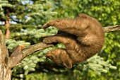Cinnamon bear cub upside-down in a tree