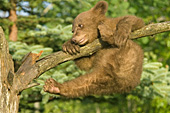 Cinnamon bear cub hanging from a tree