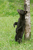 Bear cub scratching its back against a tree