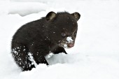 10 week-old cub playing in snow