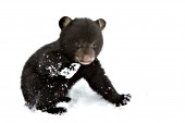 Bear cub playing in snow after a spring storm