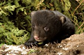 8 week-old bear cub