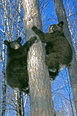 Twin bear cubs climbing up a tree