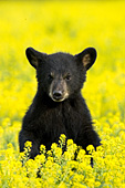 Bear cub in a meadow of wildflowers