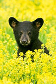 Bear cub in a meadow of wildflowers