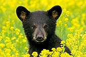 Bear cub in a meadow of wildflowers