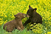 Black & brown bear cubs playing in wildflowers