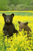 Black & brown bear cubs playing in wildflowers