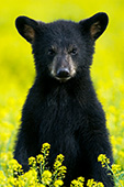 Black cub standing in a field of flowers