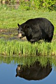 Black bear & reflection