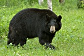 Black bear in a spring meadow