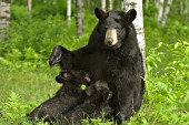 Black bear nursing her cubs