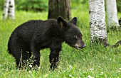 Curious bear cub