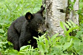 Bear cub munching on vegetation