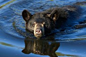 Swimming black bear