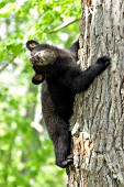 Bear cub climbing a tree