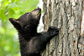 Bear cub climbing a tree