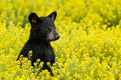 Bear cub in a field of yellow flowers