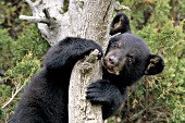 Bear cub peering around a tree trunk