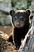 Bear cub hiding behind a tree trunk