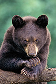 Young black bear (brown phase) in a tree
