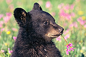 Bear cub chewing on a flower
