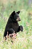 Bear cub standing up in a meadow