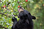 Black bear eating apples from a tree