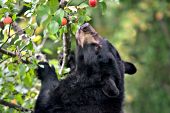 Black bear eating apples from a tree