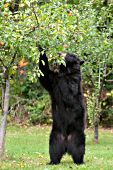 Black bear eating apples from a tree