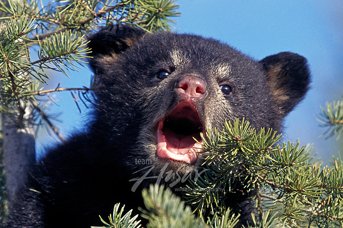 Vocal black bear cub in a pine tree
