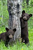 Twin bear cubs (brown phase) in a spring forest