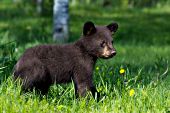 Black bear cub (brown phase) in a sspring meadow