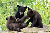 Triplet bear cubs (2 brown & 1 black) playing in a spring forest