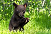 Bear cub (brown phase) chewing on a twig