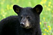 Black bear cub in a meadow of wildflowers