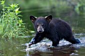 Bear cub running in shallow water
