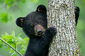 Black bear cub climbing an oak tree