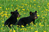 Pair of sibling black bear cubs in a field of dandelions