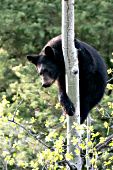 Yearling black bear in an aspen tree