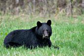 Black bear grazing on fresh, green grass in spring