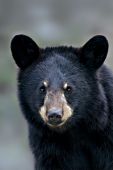 Portrait of a black bear yearling