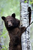 Wet cinnamon black bear standing up against an aspen tree