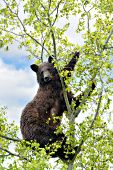 Cinnamon black bear at the top of an aspen tree