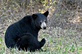 Older black bear getting ready to scratch an itch