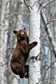 Cinnamon black bear descending an aspen tree