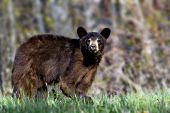 Yearling cinnamon black bear at the edge of the forest